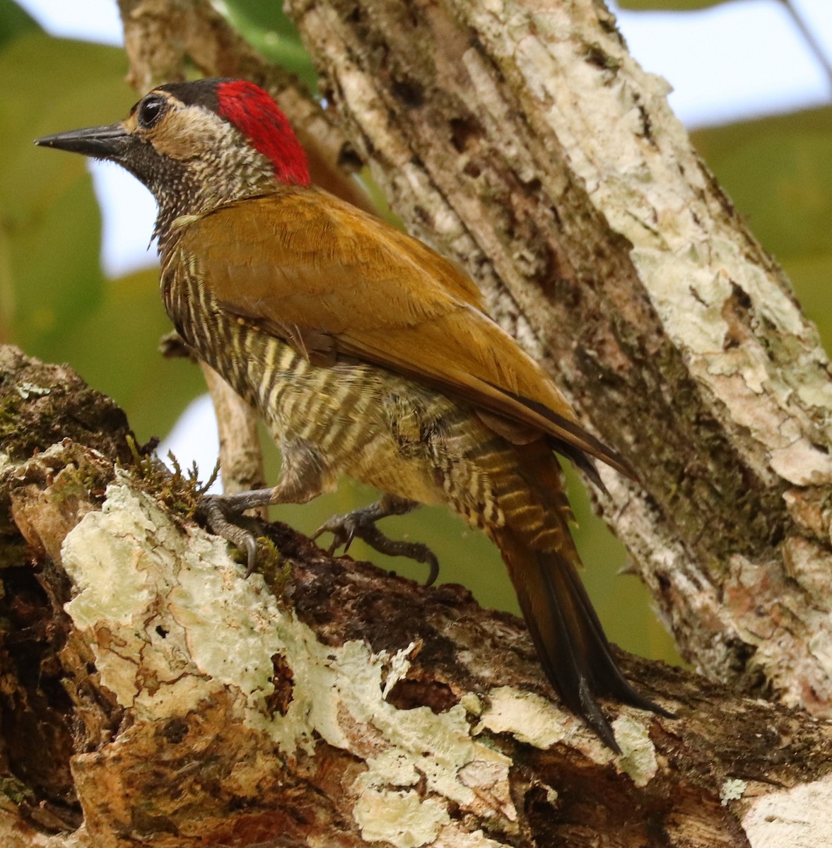 Golden-olive Woodpecker - ML556184161