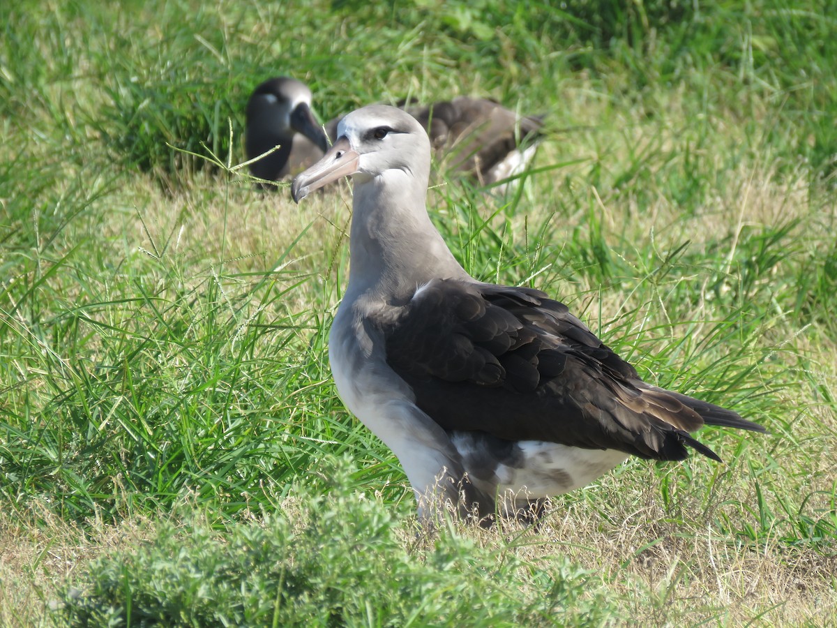 Laysan x Black-footed Albatross (hybrid) - ML556184551