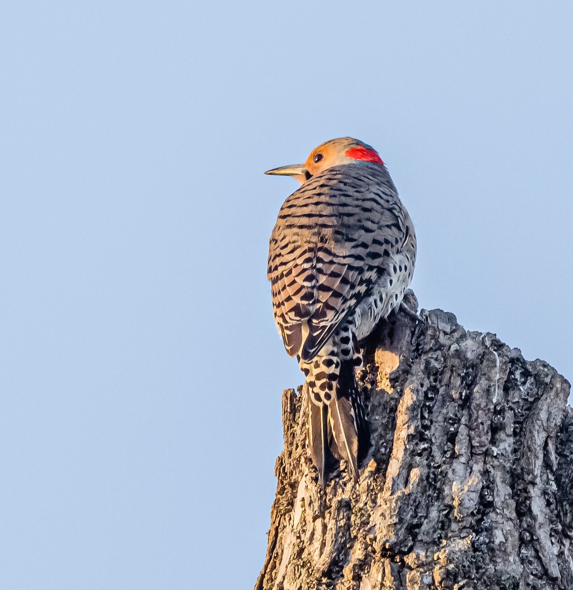 Northern Flicker - ML556184681