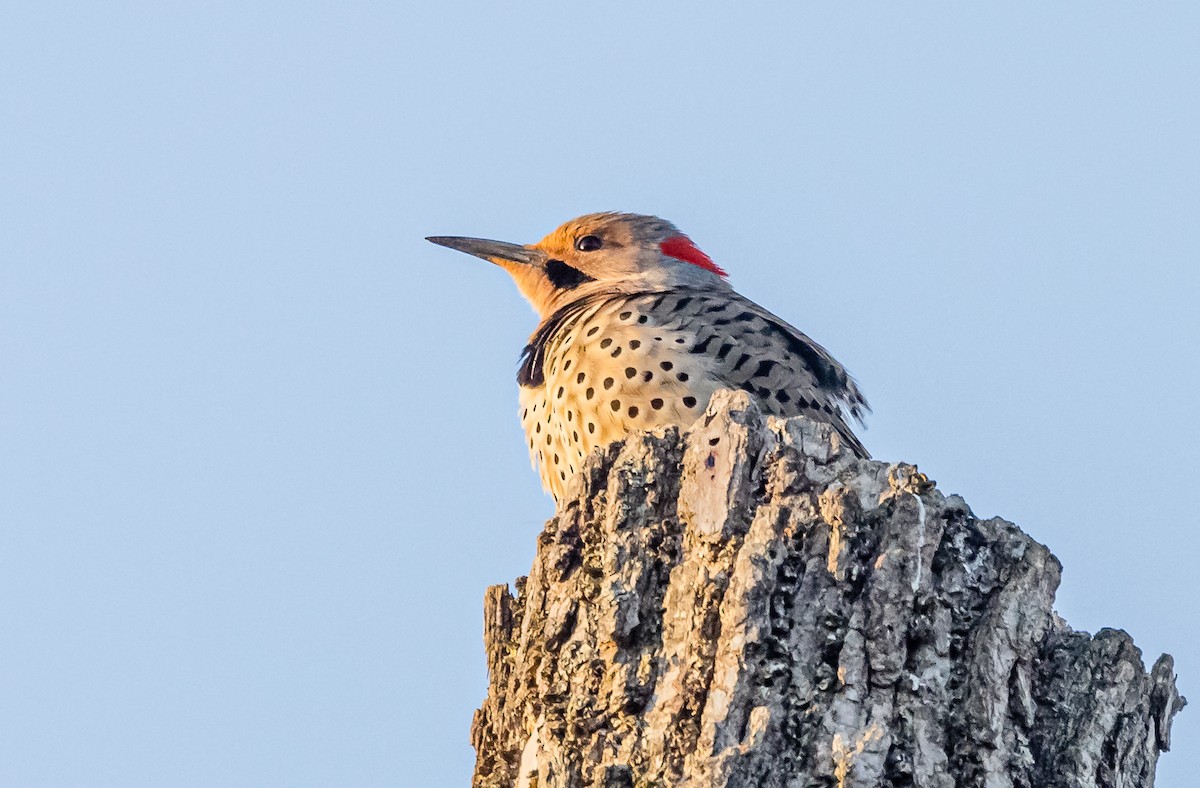 Northern Flicker - ML556184691