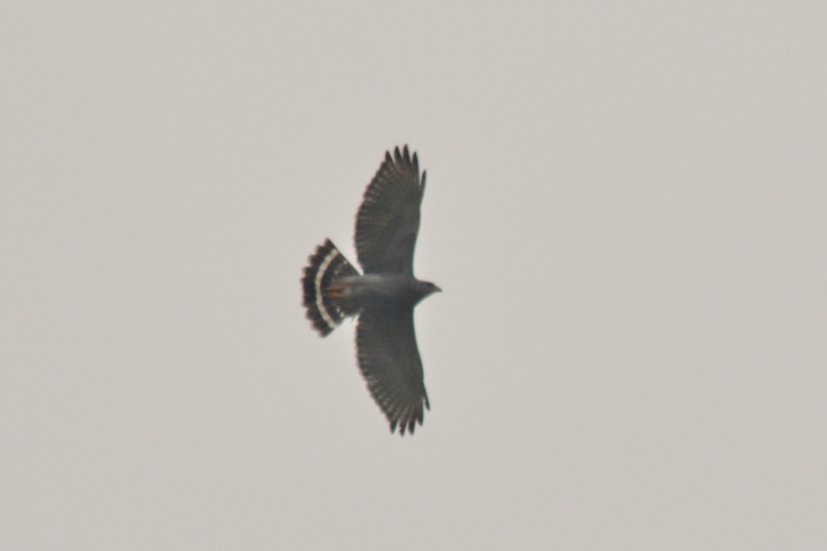 Gray Hawk - ML55618601