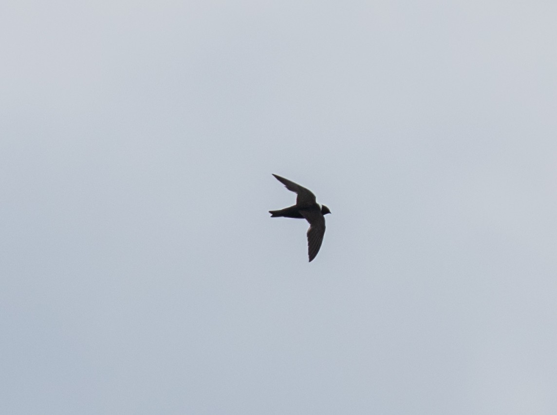 White-collared Swift - ML556186231