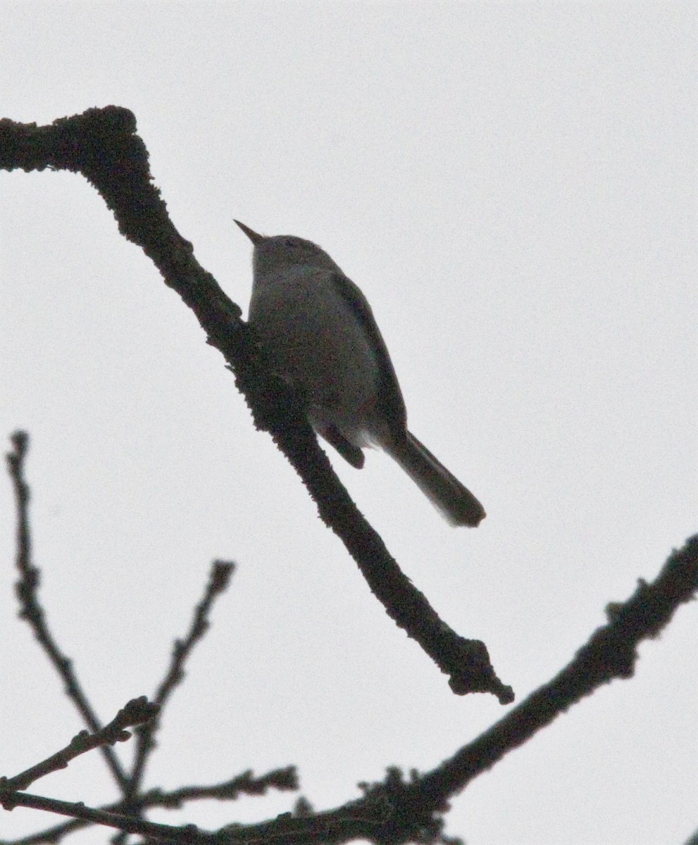 Blue-gray Gnatcatcher - Becky Lutz