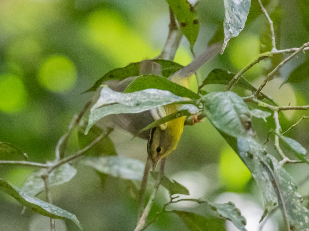 Golden-crowned Warbler - ML556187291
