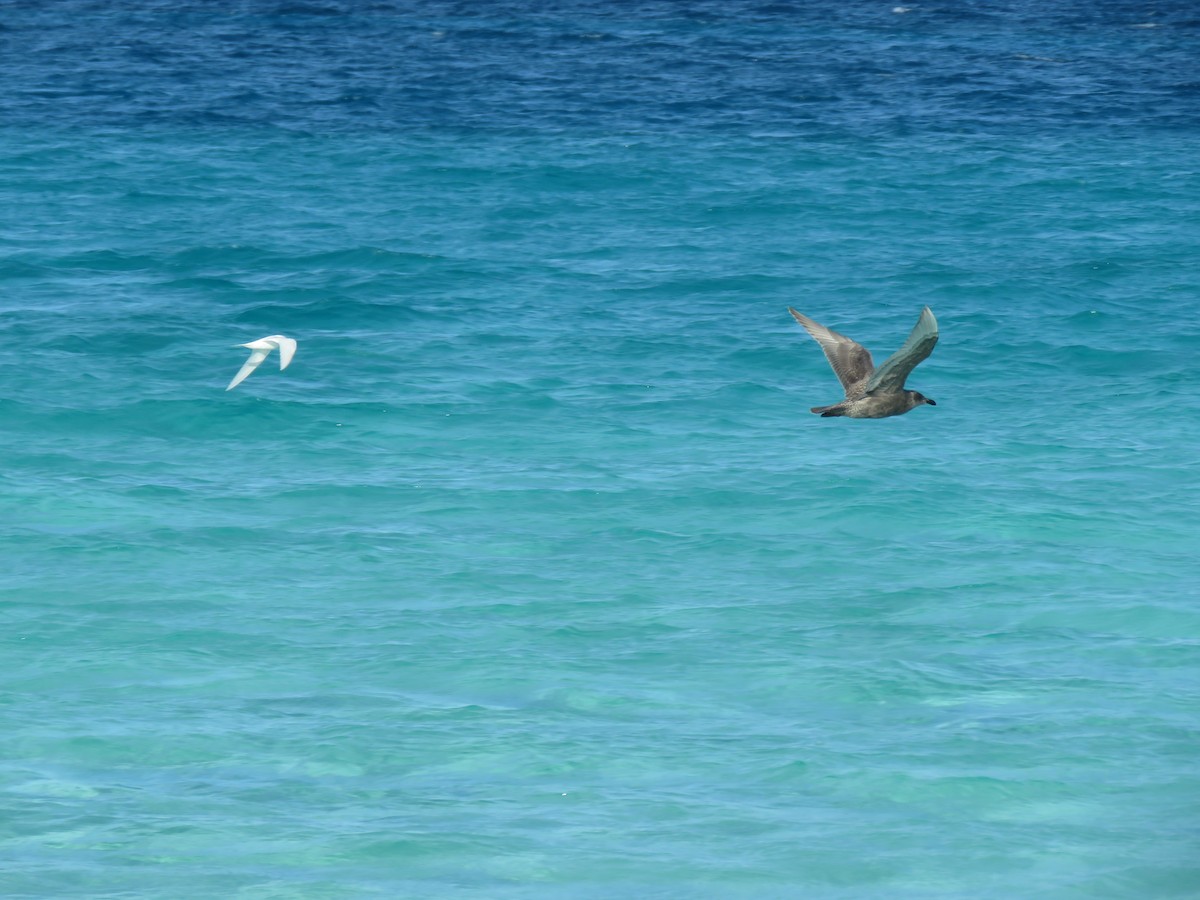 Glaucous-winged Gull - Curtis Mahon