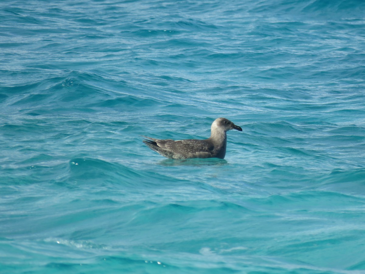 Glaucous-winged Gull - Curtis Mahon