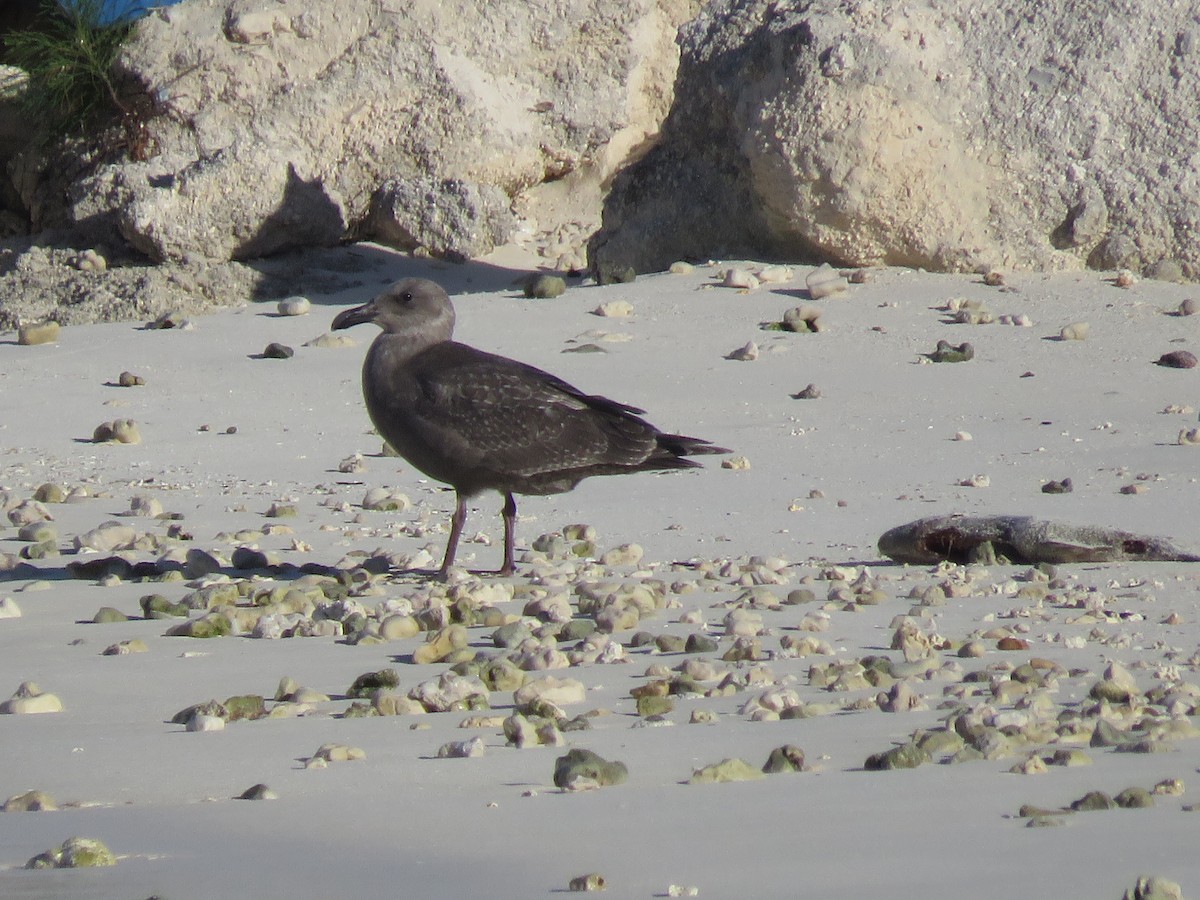 Glaucous-winged Gull - ML556187551