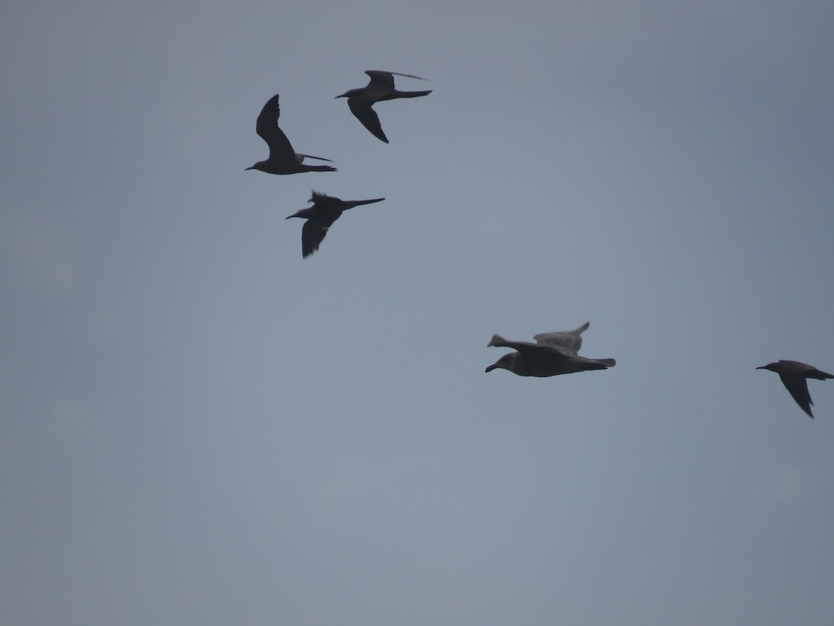 Glaucous-winged Gull - Curtis Mahon