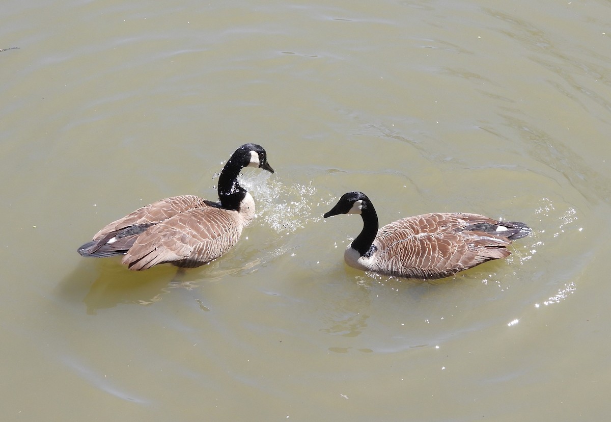 Canada Goose - ML556189541