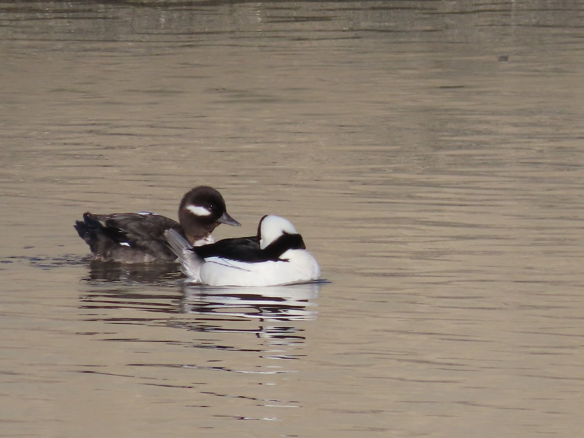 Bufflehead - ML556189821