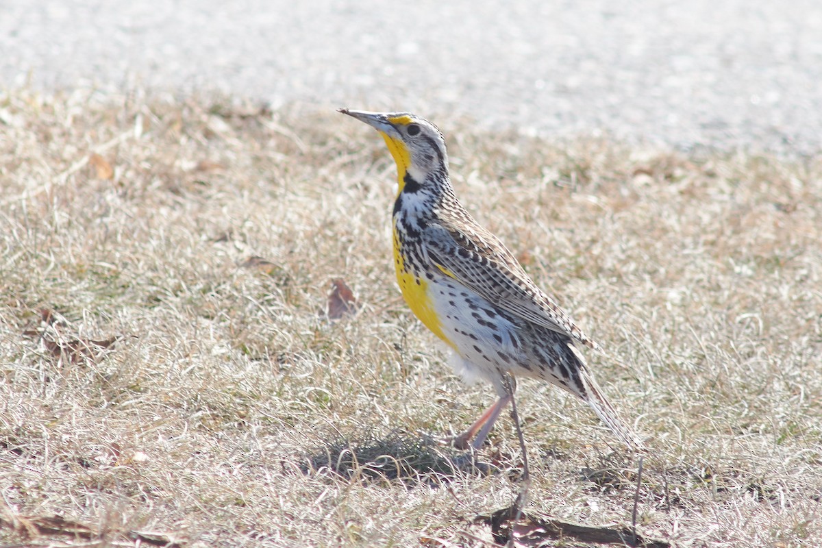 Western Meadowlark - ML556189831