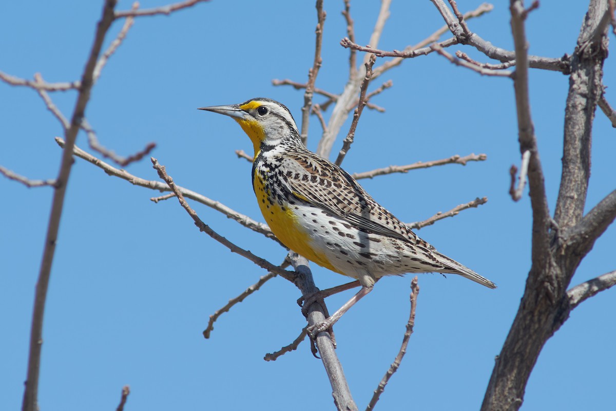 Western Meadowlark - ML556189921