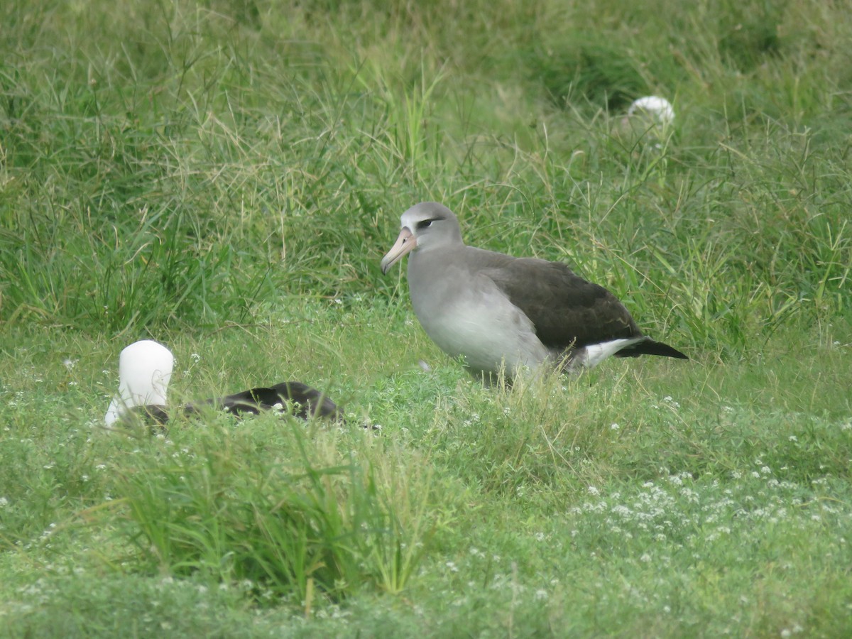 Laysan x Black-footed Albatross (hybrid) - ML556190131