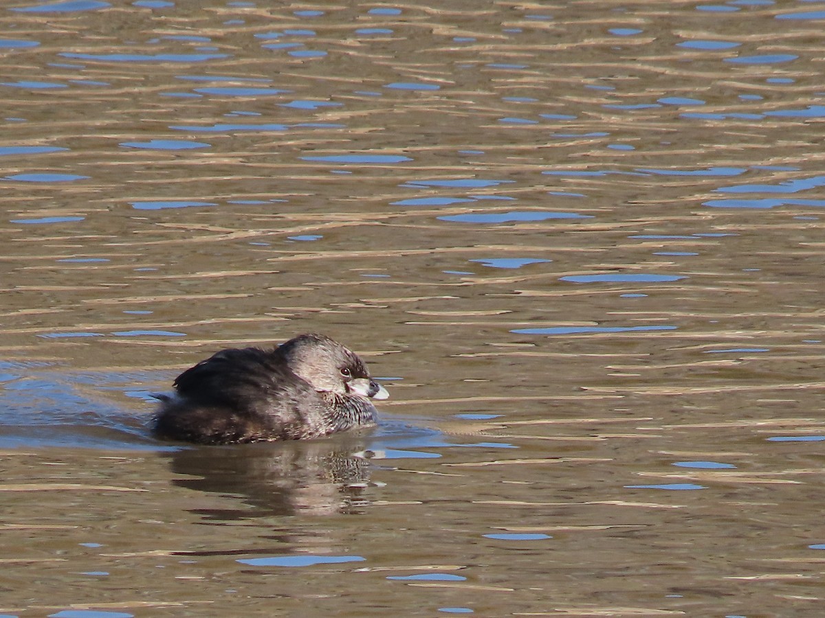 Pied-billed Grebe - ML556190161