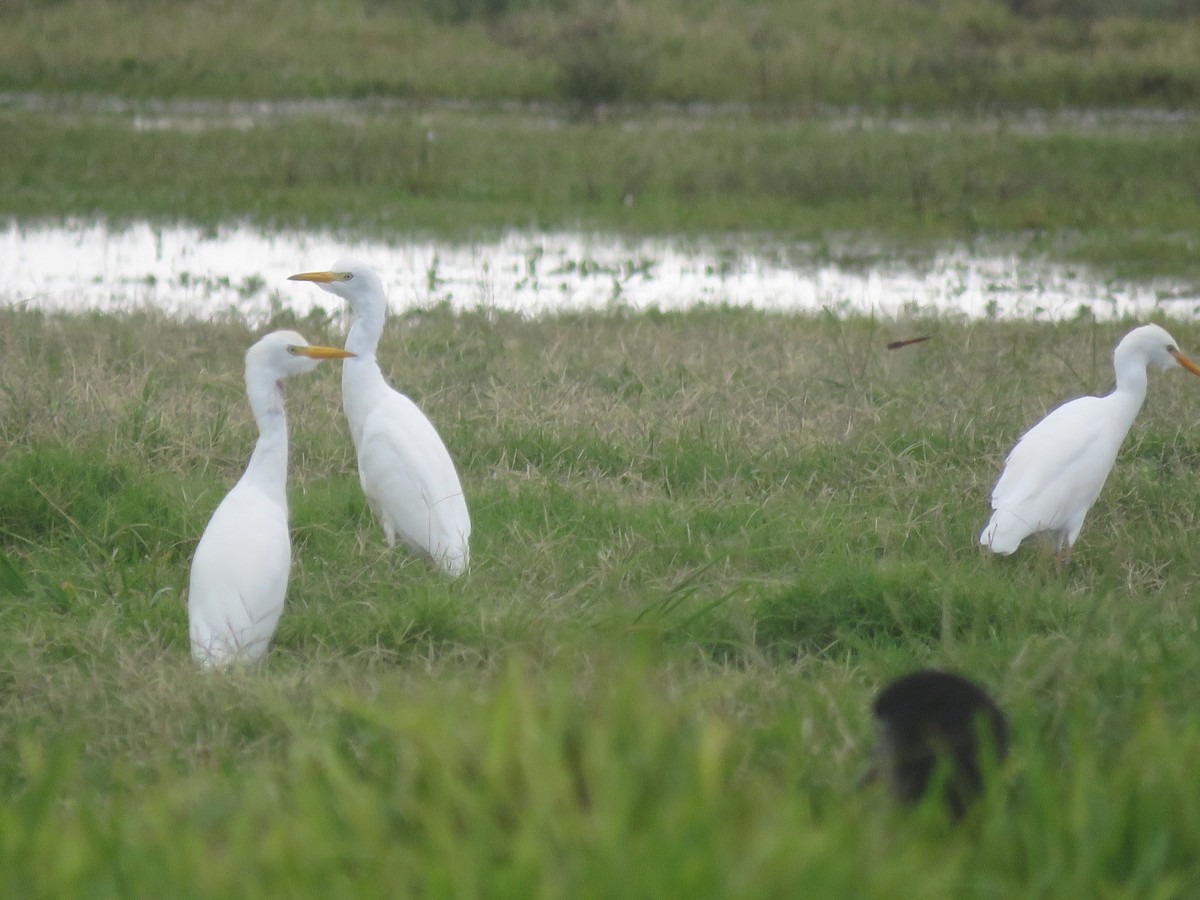 Western/Eastern Cattle Egret - ML556190221