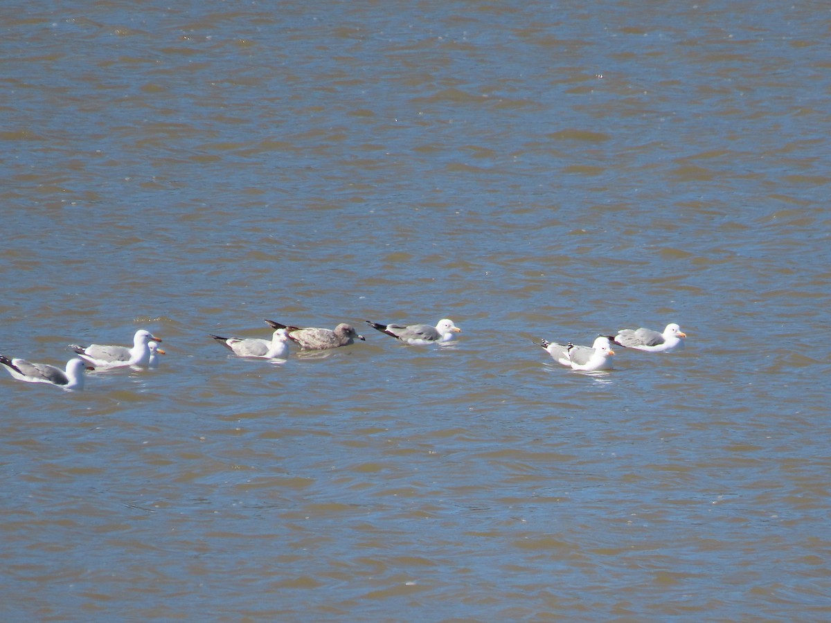 Gaviota Californiana - ML556190381