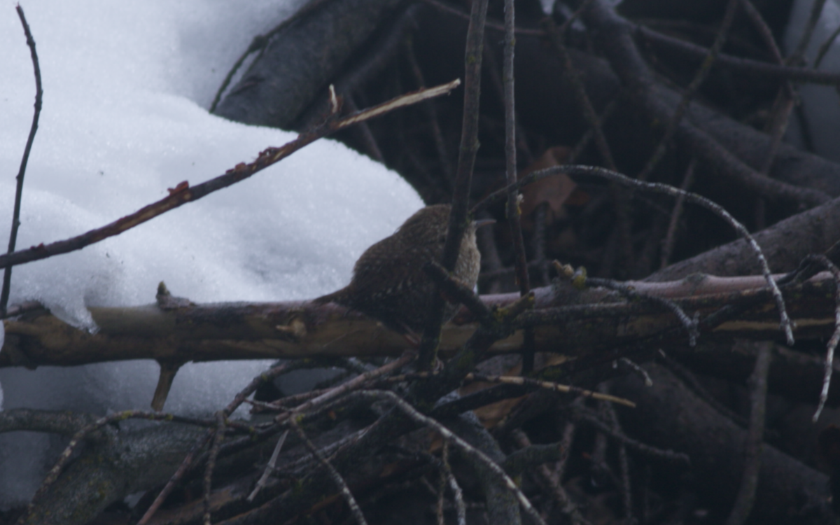 Winter Wren - ML556191061