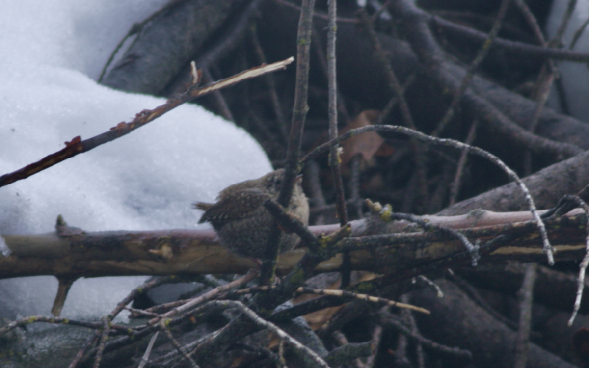 Winter Wren - ML556191101
