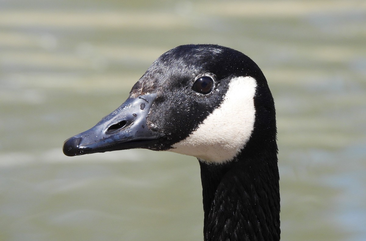 Canada Goose - ML556193161