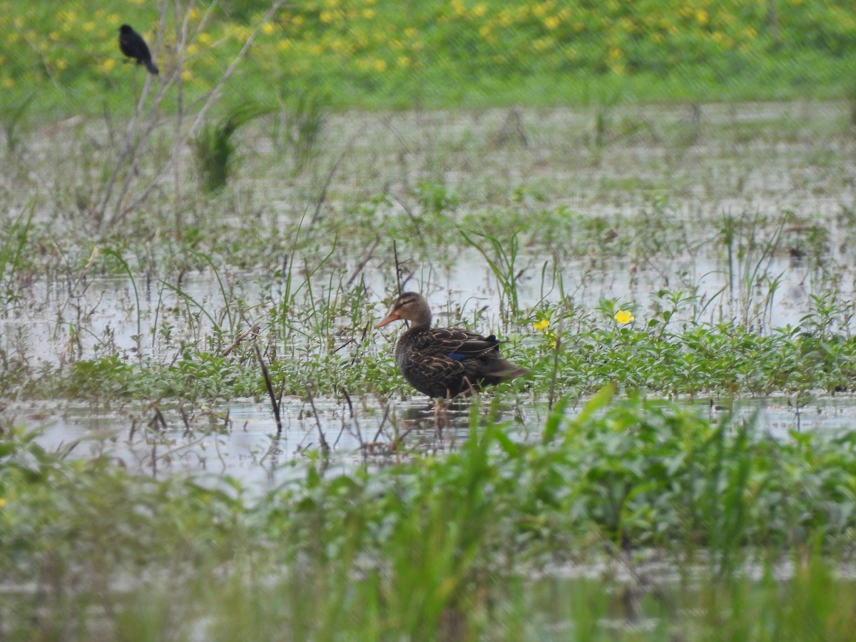 Mottled Duck - ML556193491