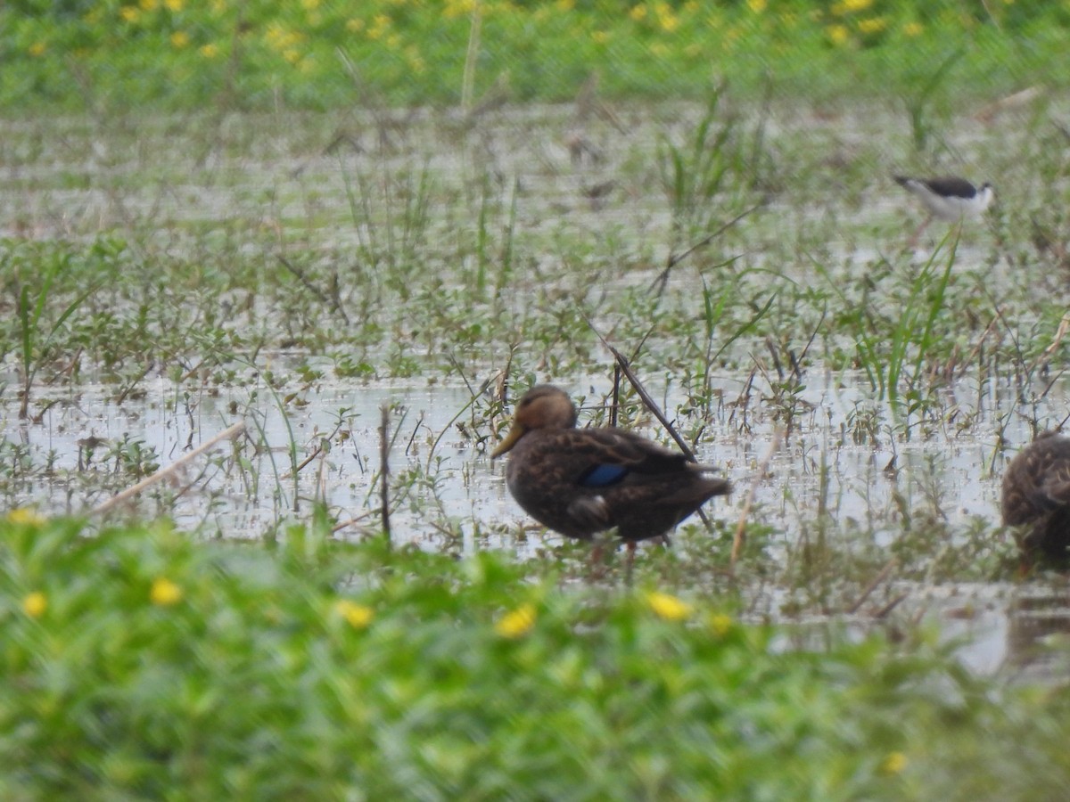 Mottled Duck - ML556193501