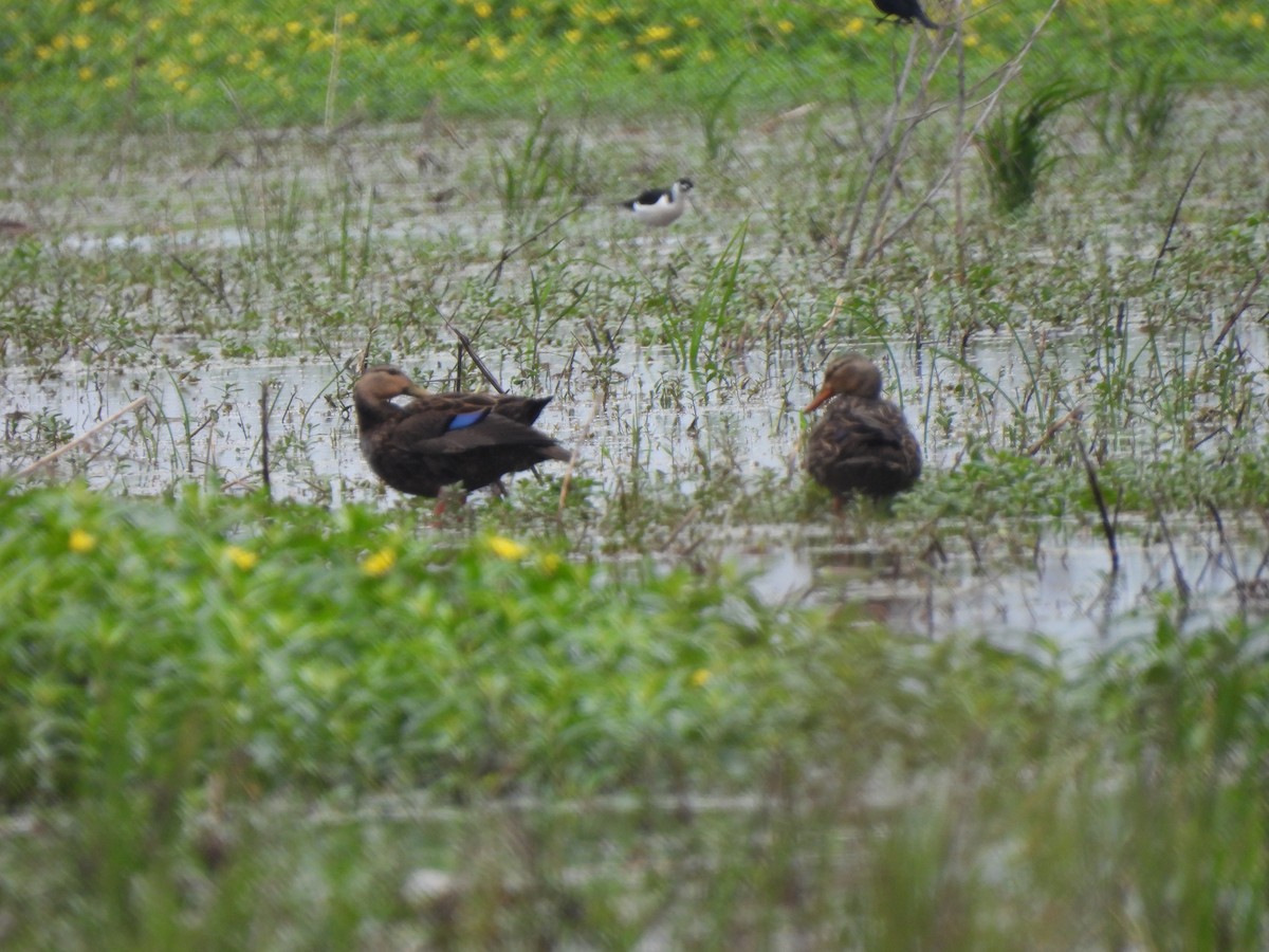 Mottled Duck - ML556193511