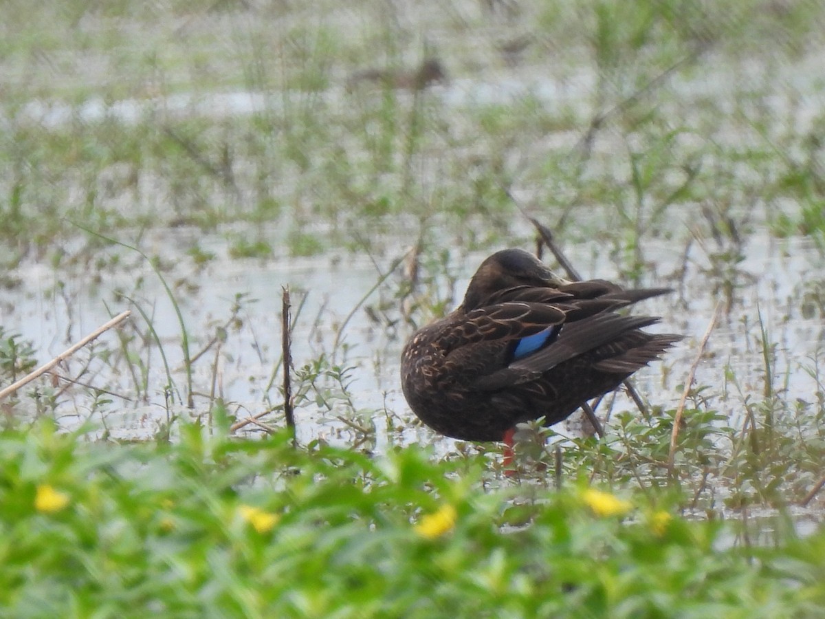Mottled Duck - ML556193521
