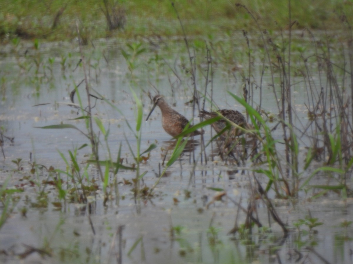Short-billed/Long-billed Dowitcher - ML556193901