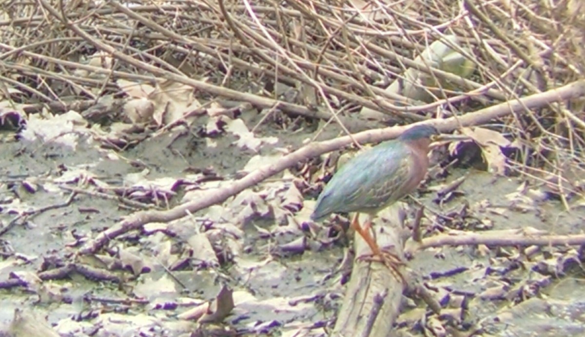 Green Heron - ML55619391