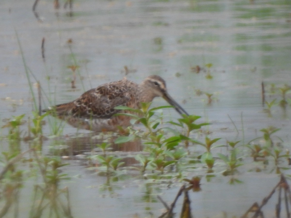 Short-billed/Long-billed Dowitcher - ML556193911