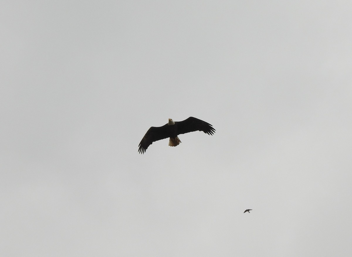 Bald Eagle - ML556194271