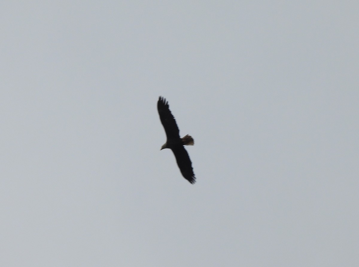 Bald Eagle - ML556194281