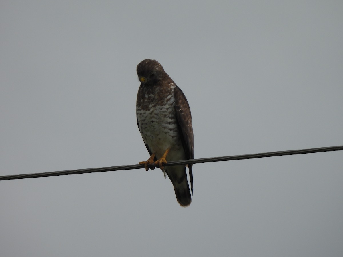 Broad-winged Hawk - ML556194421