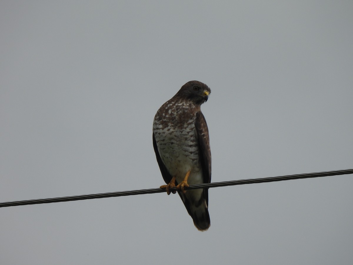 Broad-winged Hawk - ML556194431