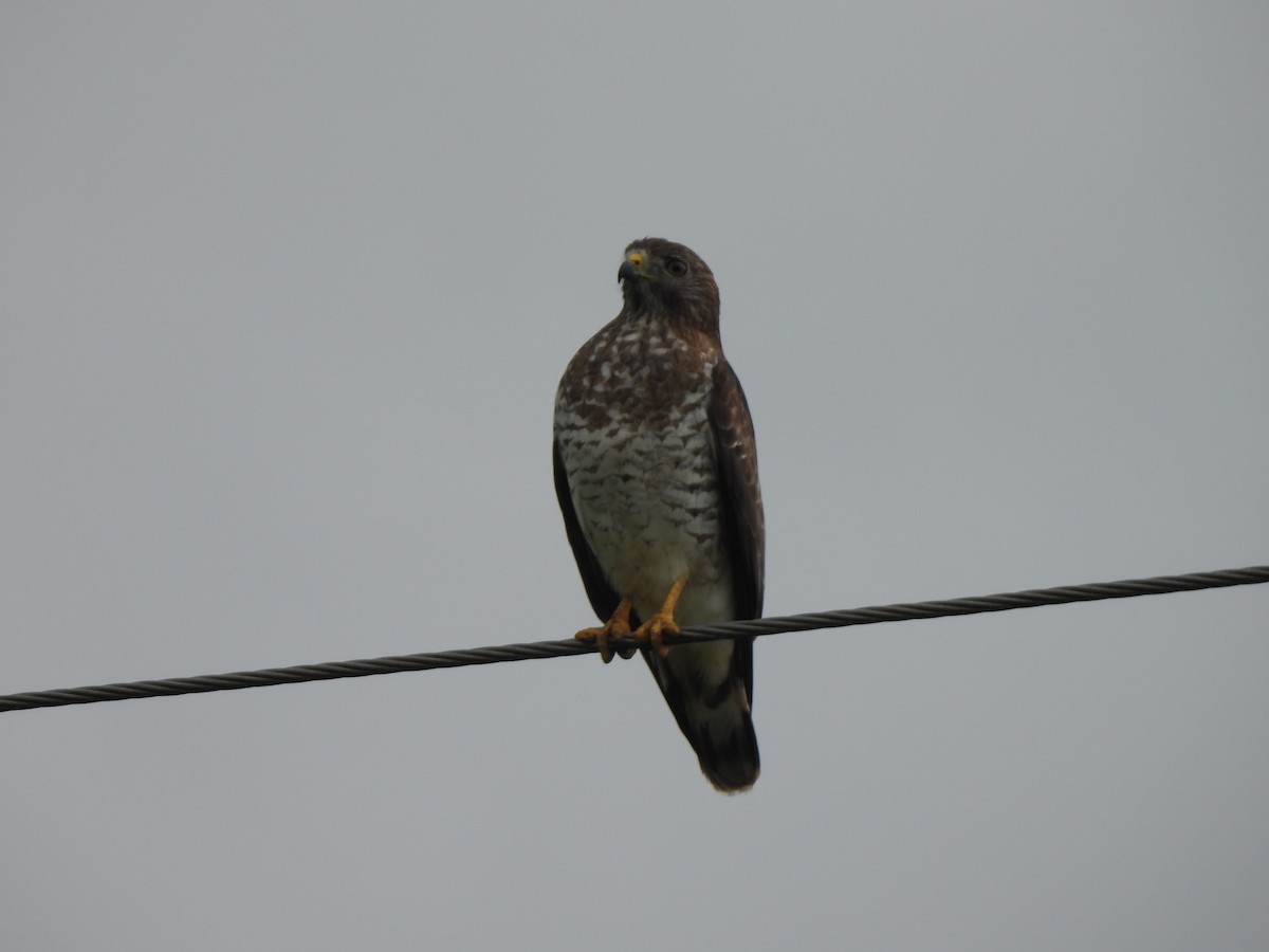 Broad-winged Hawk - ML556194451