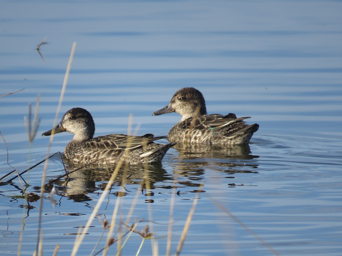 Green-winged Teal (American) - Curtis Mahon