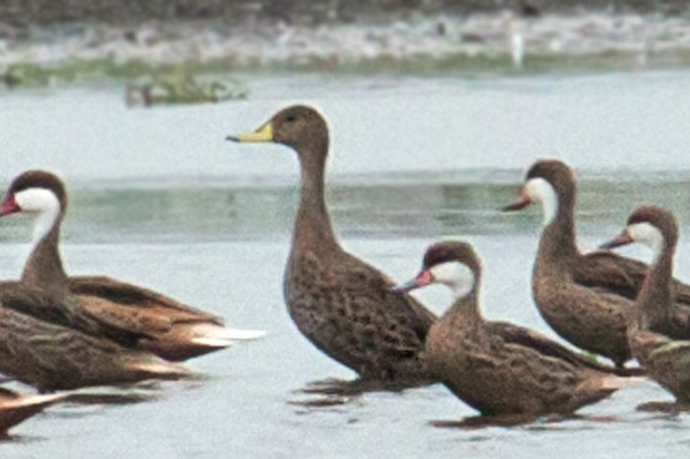 Yellow-billed Pintail (South American) - ML55619451