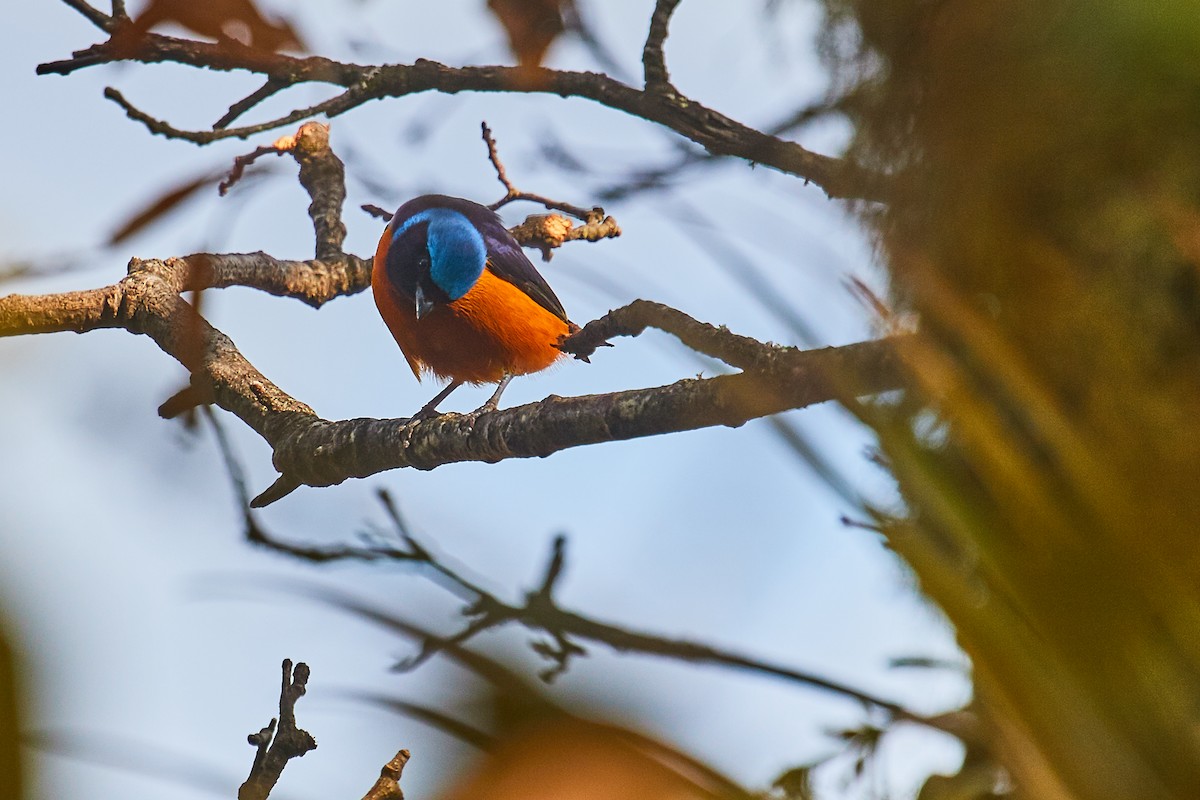 Elegant Euphonia - ML556195501