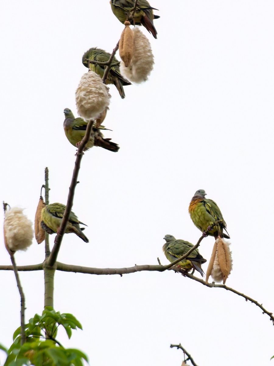 Pink-necked Green-Pigeon - Raxsoller Malayte