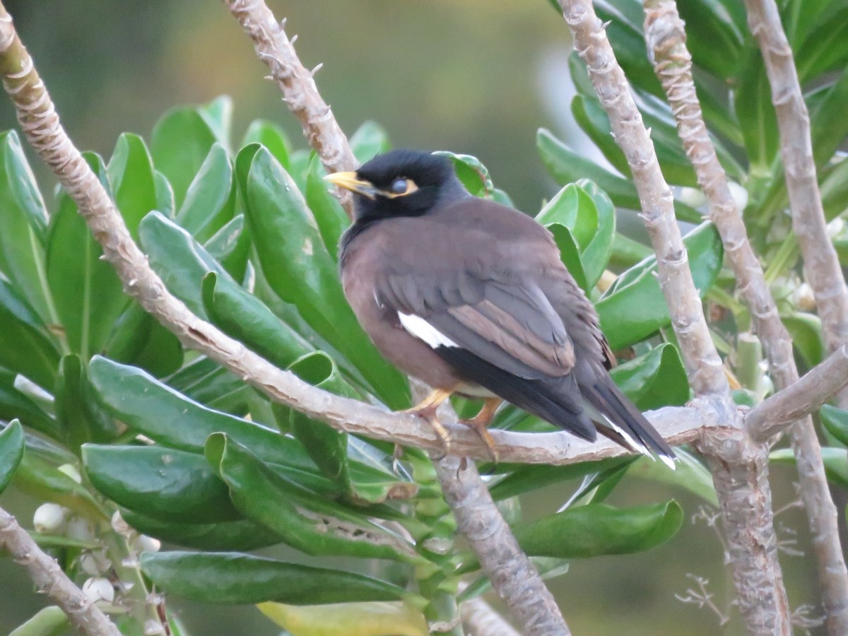 Common Myna - ML556196181