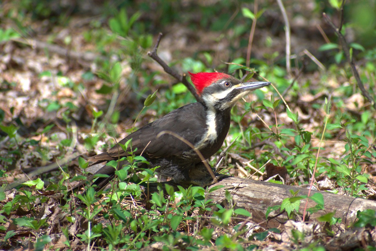 Pileated Woodpecker - ML556196451