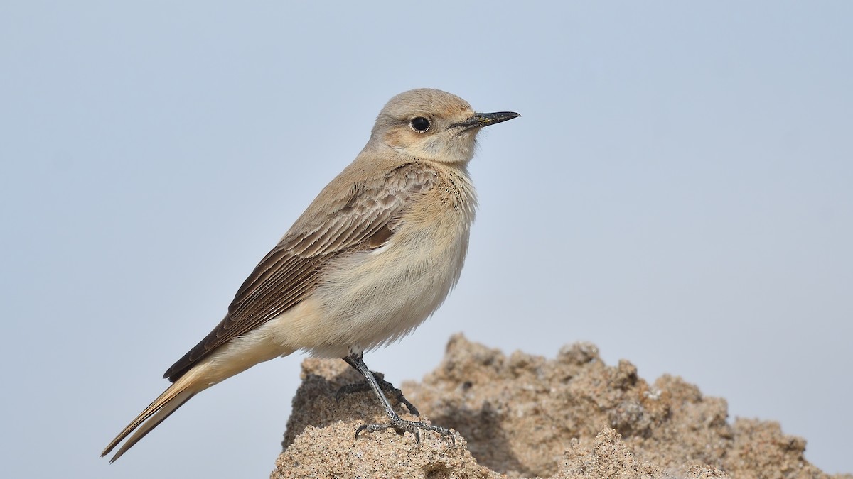 Hooded Wheatear - ML556196531