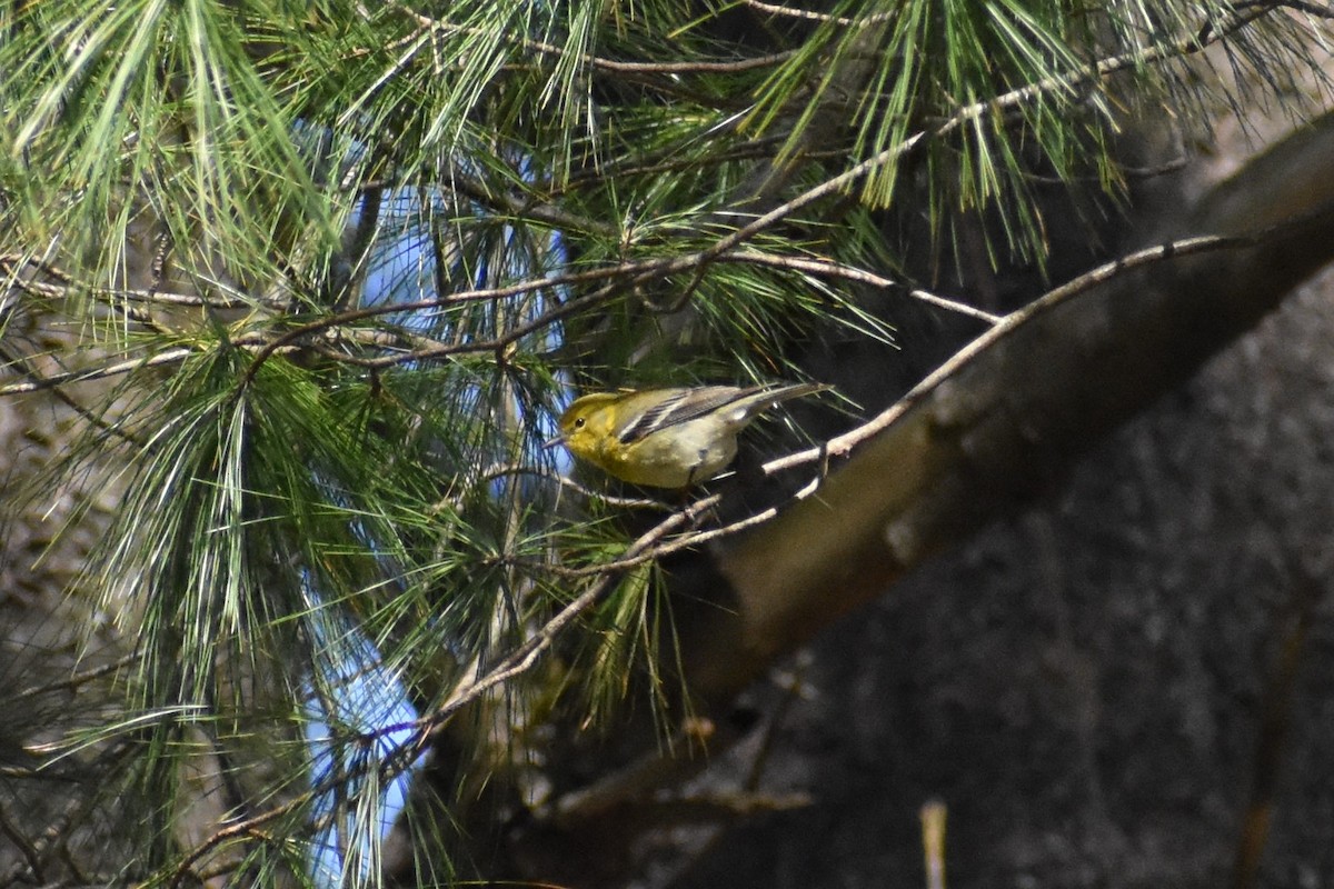 Pine Warbler - ML556196661