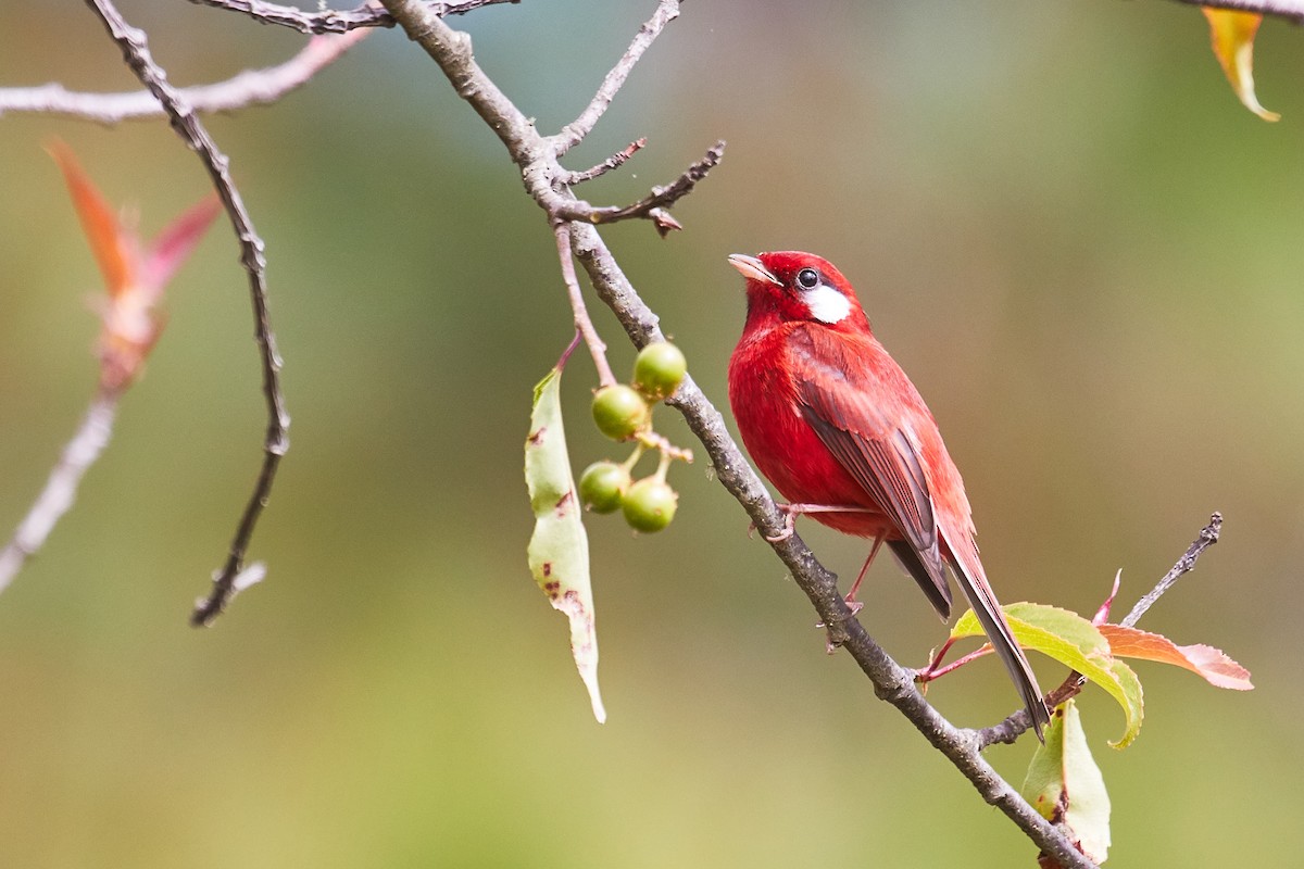 Red Warbler - ML556197841