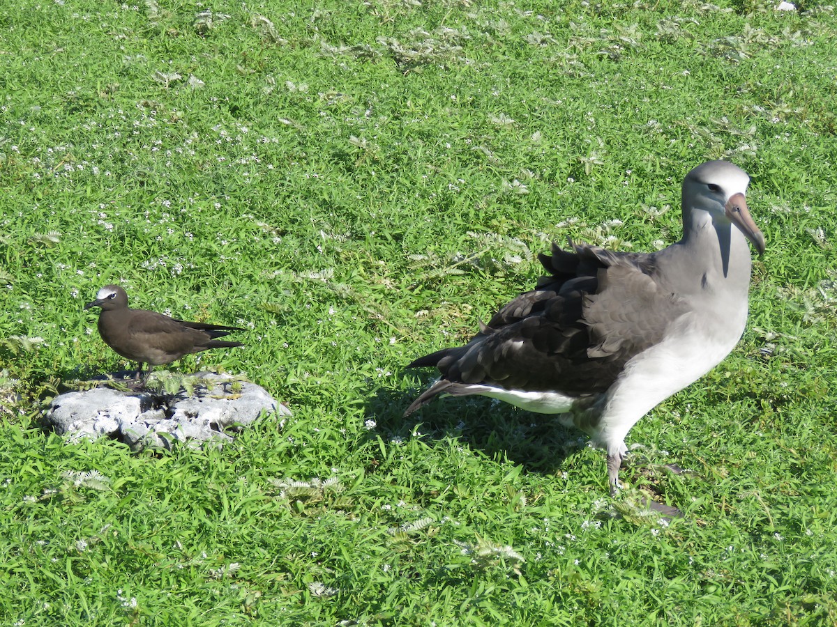 Laysan x Black-footed Albatross (hybrid) - ML556198361