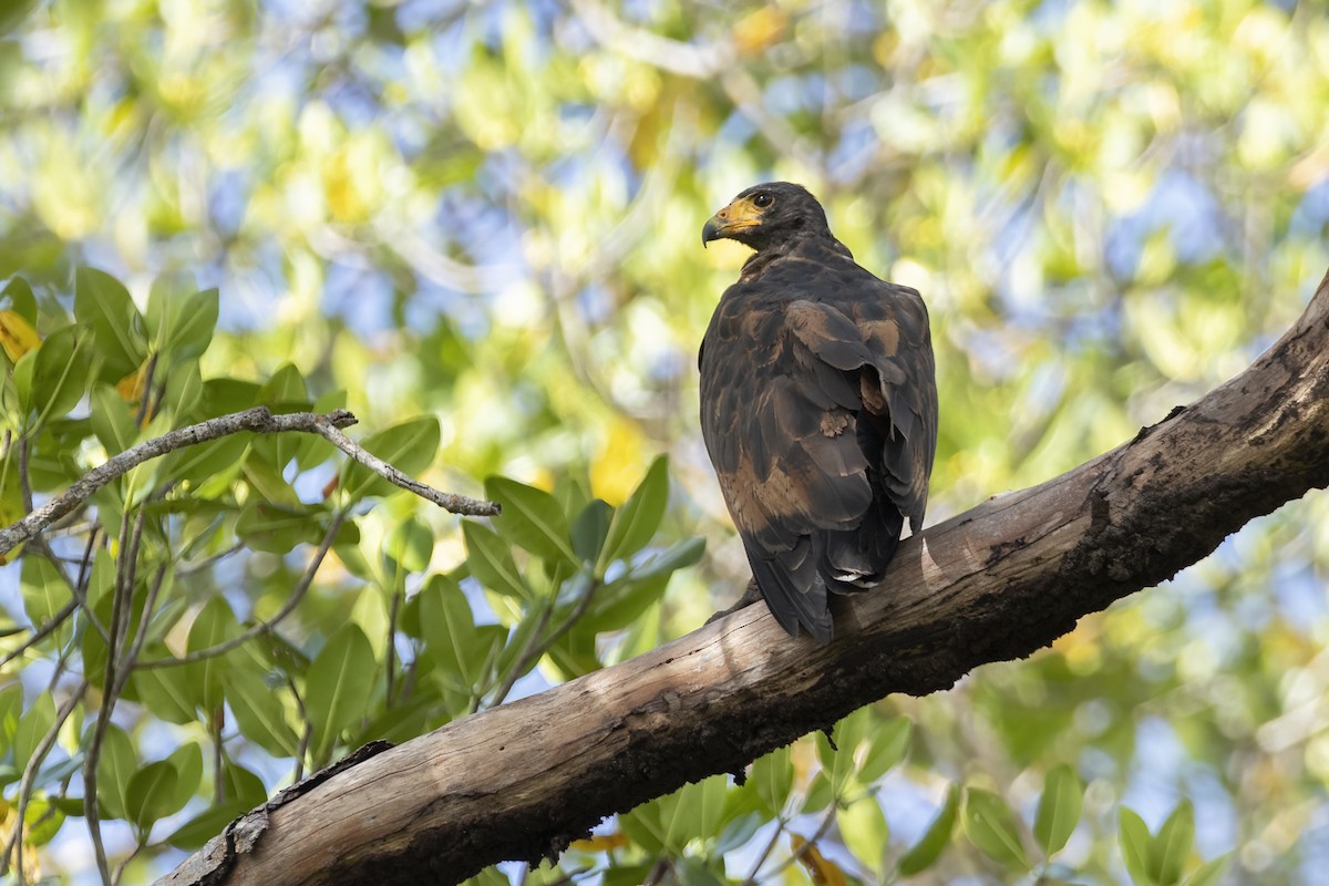 Rufous Crab Hawk - ML556199151