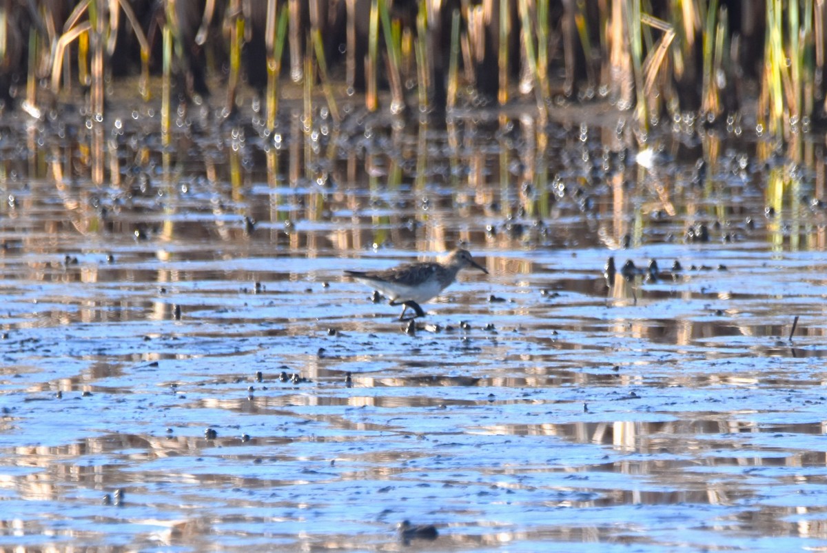 Pectoral Sandpiper - ML556200361