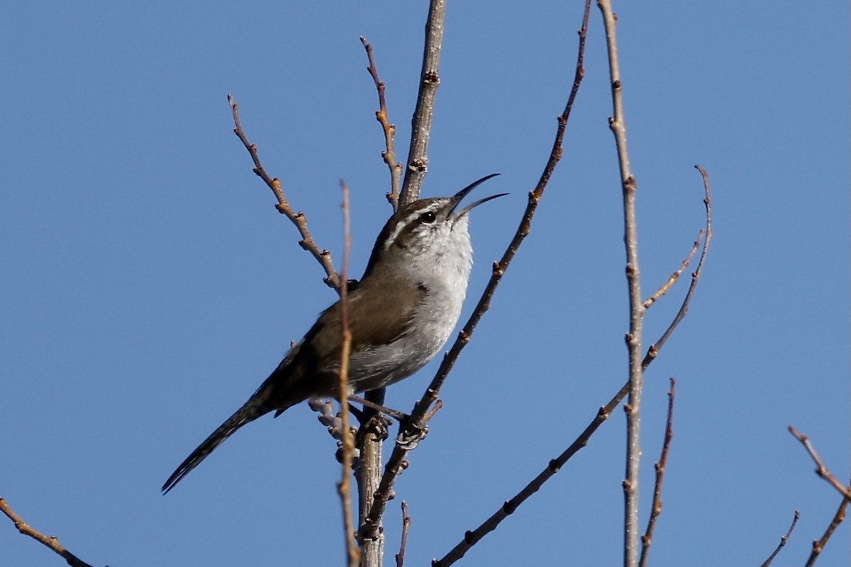 Bewick's Wren - ML556200631