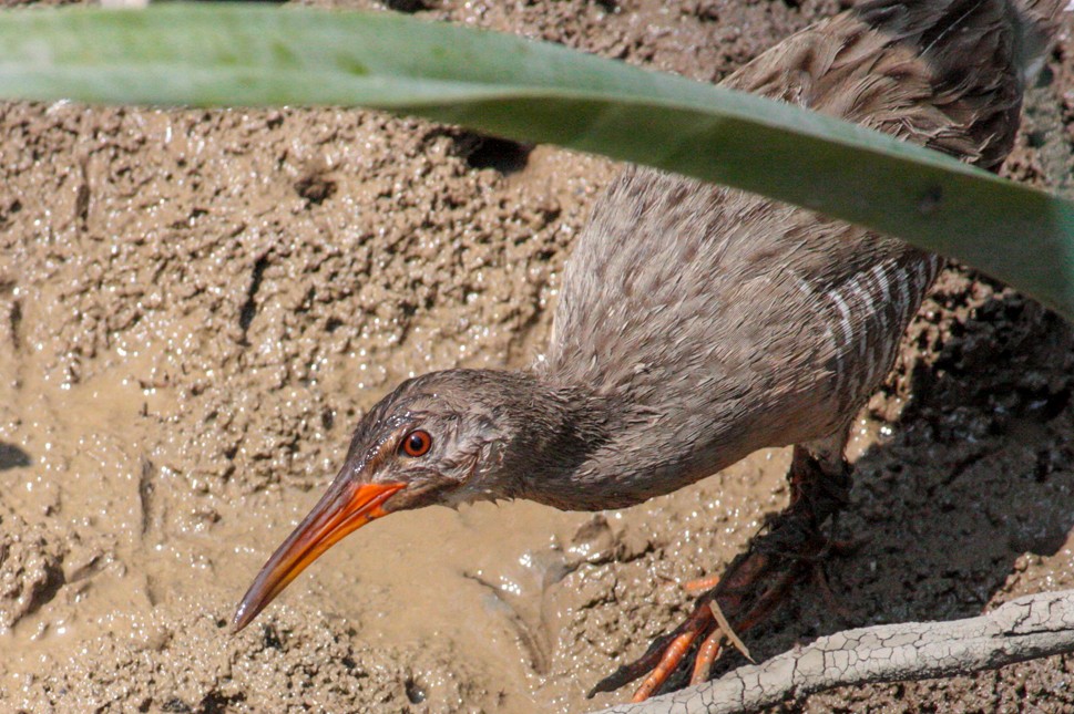 Mangrove Rail (Ecuadorian) - ML55620101