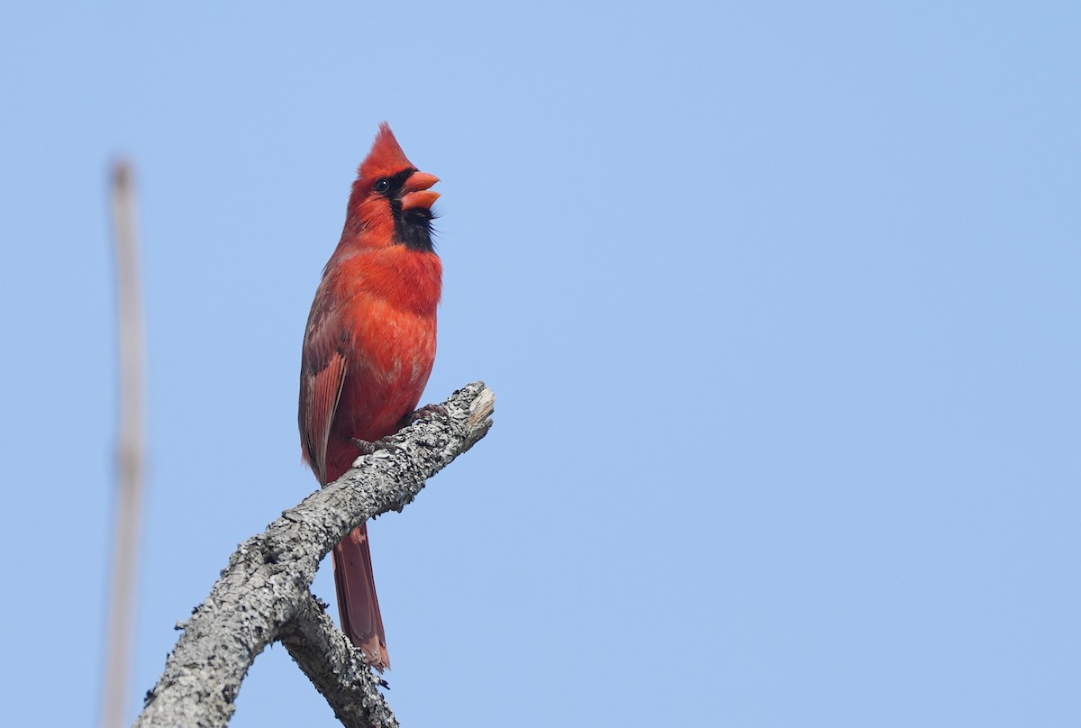 Northern Cardinal - Rick Snider